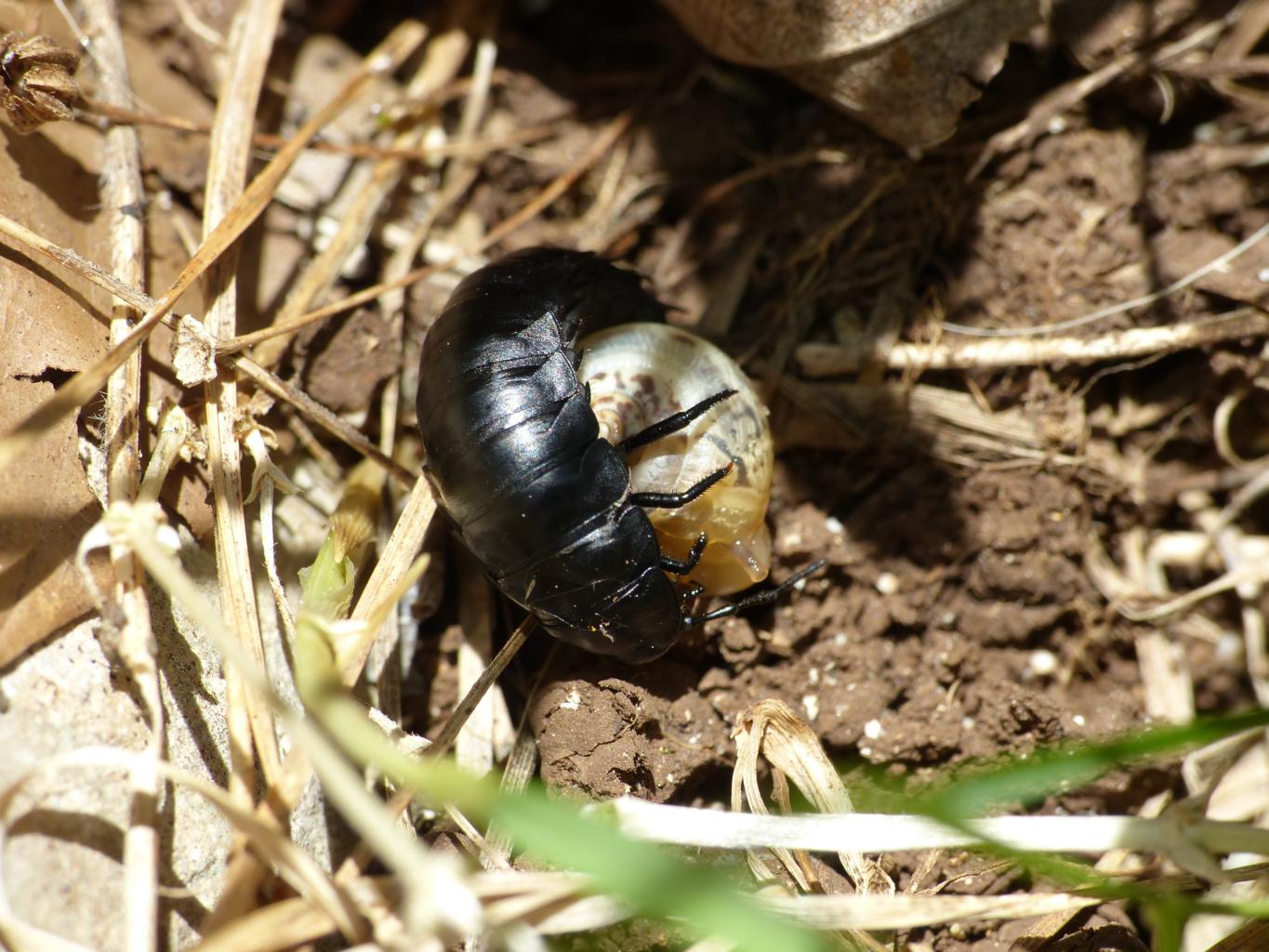 Larva di Silphidae con chiocciola